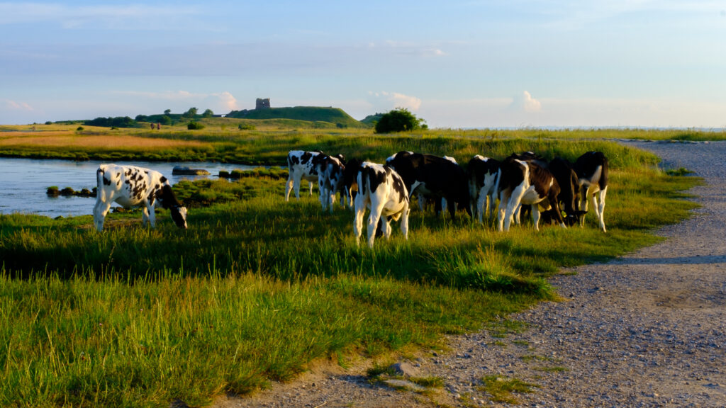 Photography by Unna Breum