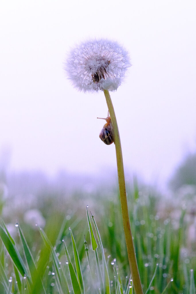 Photography by Unna Breum