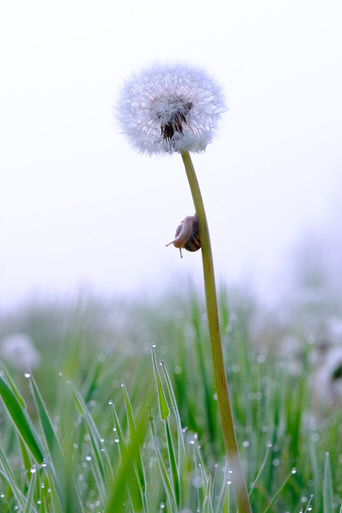 Photography by Unna Breum